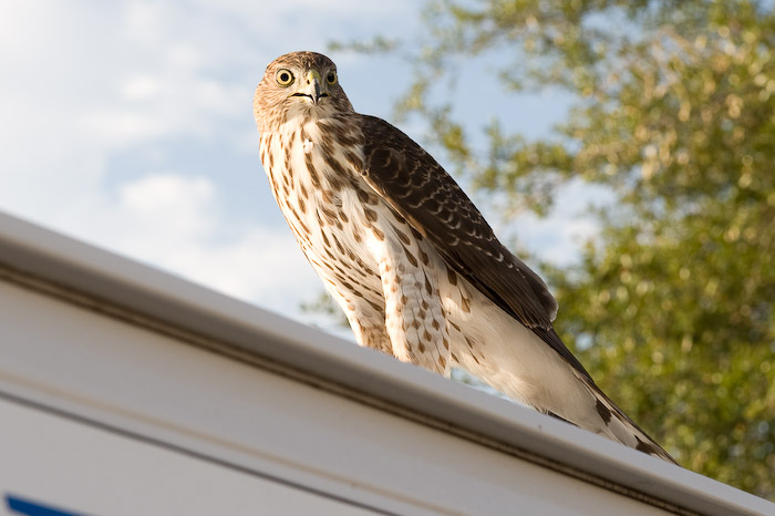Juvenile hawk