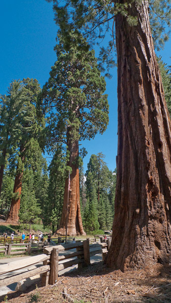 Sequoias