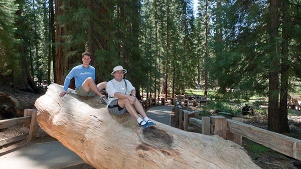 Branch of the Gen. Sherman Tree