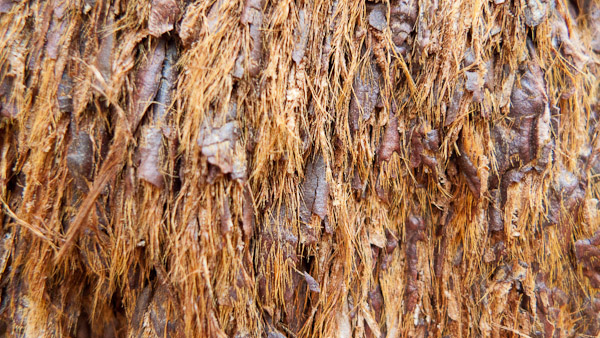 Sequoia Bark