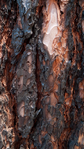 Pine Bark