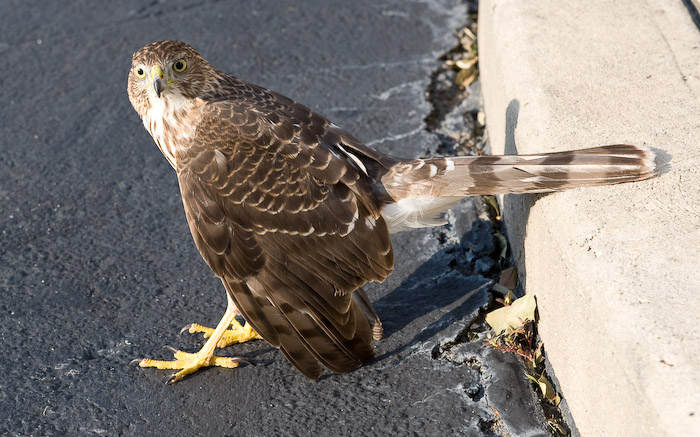 Juvenile hawk
