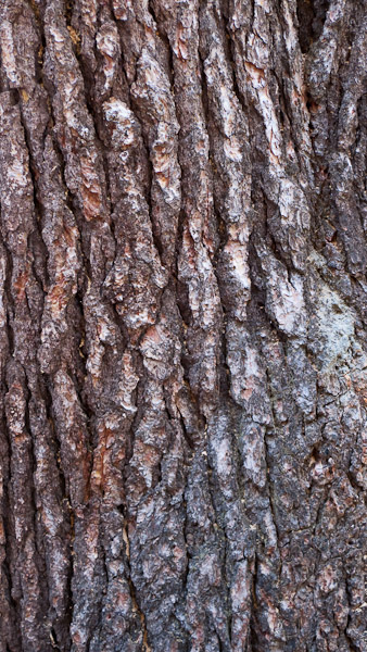 Bark