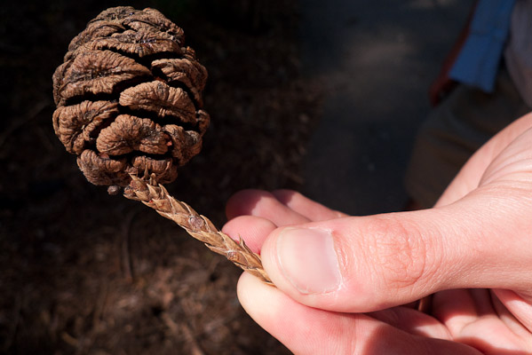 Sequoia Cone