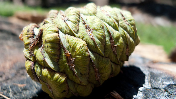 Sequoia Cone (Green)