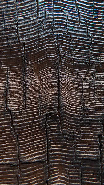 Sequoia Tree Rings